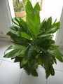 metallic palm, miniature fishtail palm,کامه دور‌آ متالیکا
